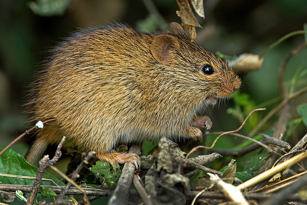 The average litter size of a Indian bush rat is 4