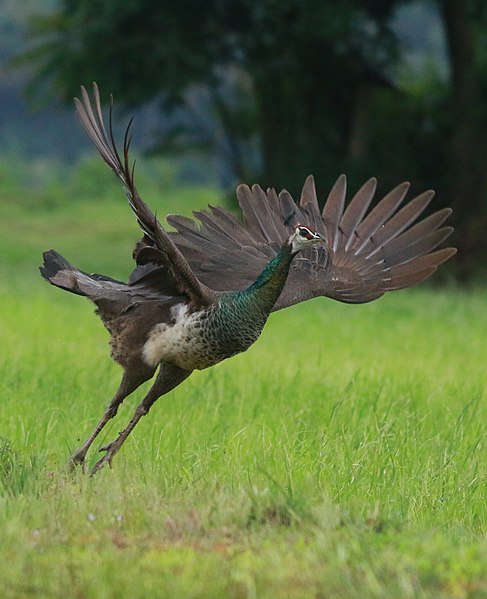 File:Indian peafowl female.jpg