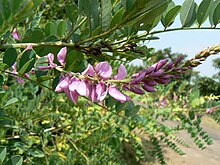 Indigofera cassioides (1655002816).jpg