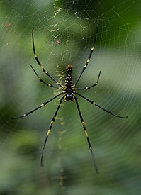 Indonesian Spider