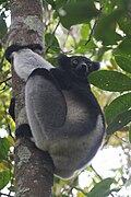 Indri (Indri indri)