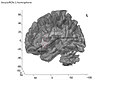 Insular cortex of human brain (left hemisphere).jpg