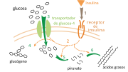 Thumbnail for File:Insulin glucose metabolism ZP-es.svg