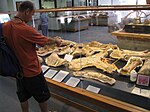 Interpretive Center fossil collecting exhibit