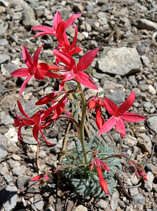 <i>Ipomopsis arizonica</i> Species of flowering plant