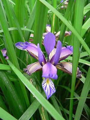 Iris graminea 13.05.2007 398.jpg