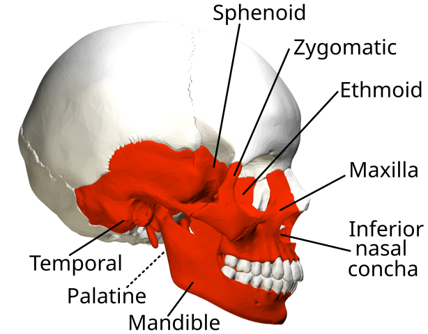 File:Irregular bones in skull - lateral view - with legend.svg