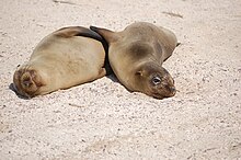 Islas Galápagos00.jpg