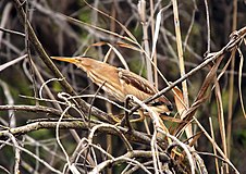 Ixobrychus minutus -Барселона, Испания-8.jpg