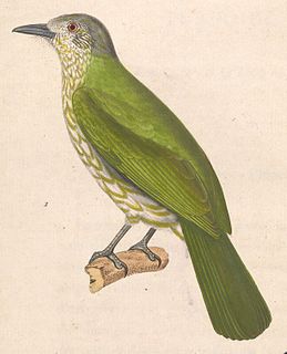 Javan bulbul Species of bird