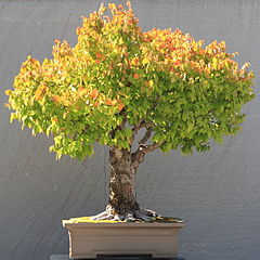 Broom style Japanese Zelkova