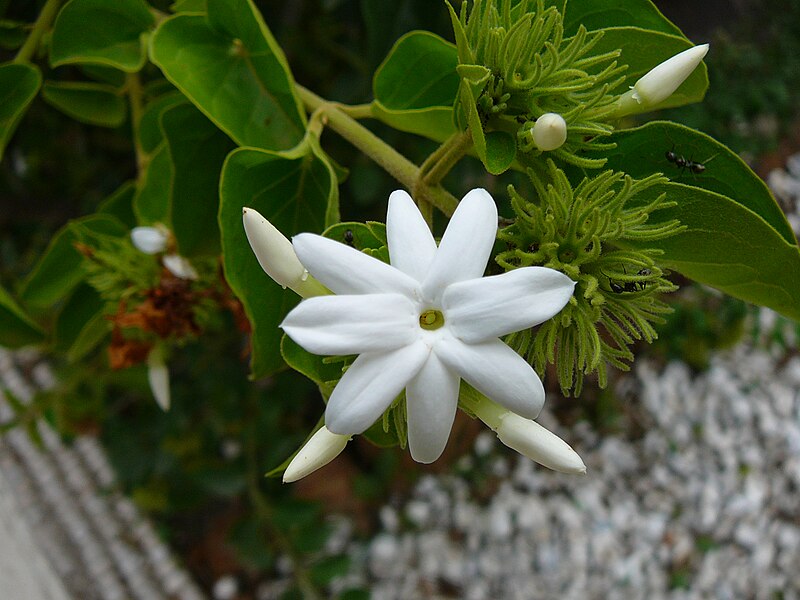 File:Jasminum multiflorum 0001.jpg