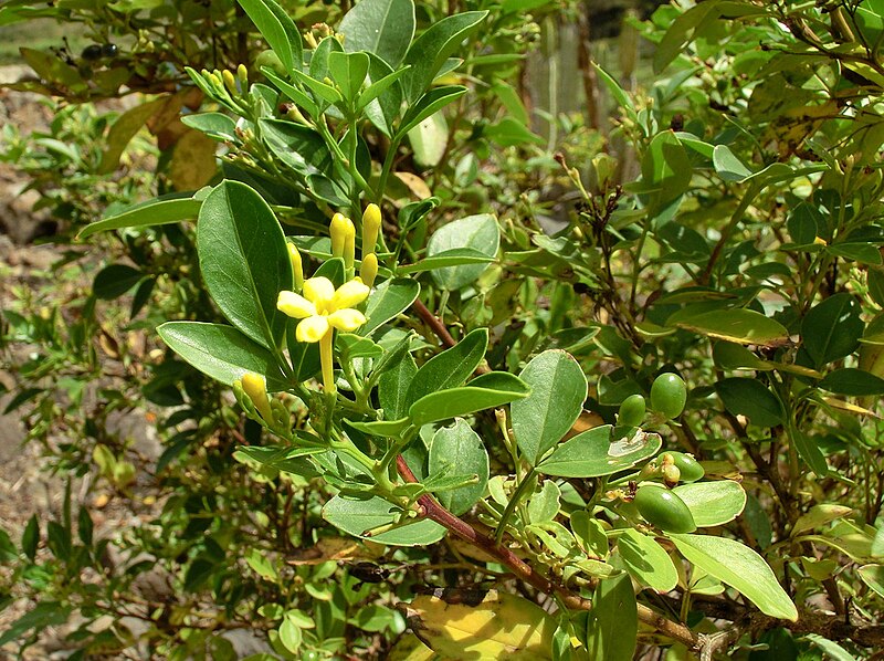 File:Jasminum odoratissimum Tenerife.jpg