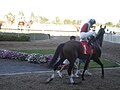 Jockeys mounting for Race 9 8/10/08