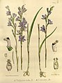 Thelymitra nuda volume 3 pt. 2 plate 103 A in: Joseph Dalton Hooker Flora Antarctica - vol. 3 pt. 2 (Orchidaceae) (1860)