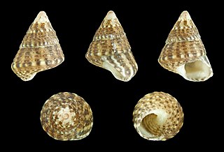 <i>Jujubinus baudoni</i> species of mollusc