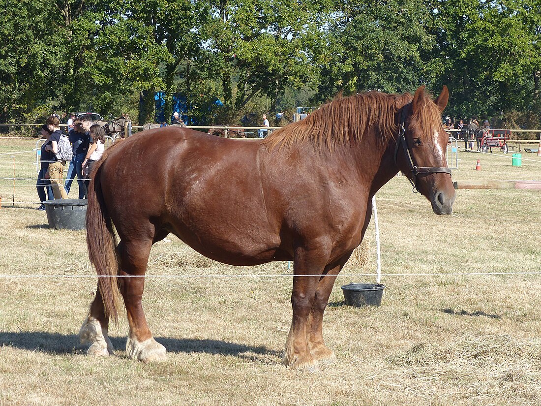 File:Jument bretonne, Rennes 2019.jpg