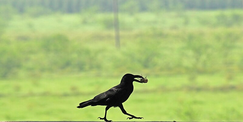 File:Jungle Crow and its crab 1.jpg