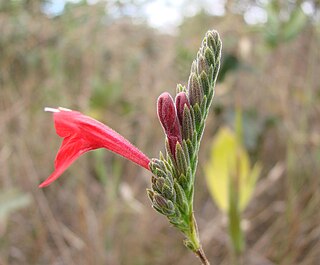 <i>Justicia lanstyakii</i> Species of flowering plant