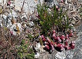 Felsenblume Sierra de Gredos