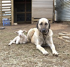 Kangal Shepherd Dog