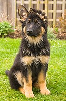 The adult German Shepherd's ears are large and stand erect, but 14-week-old puppies' ears are often not completely erect yet.