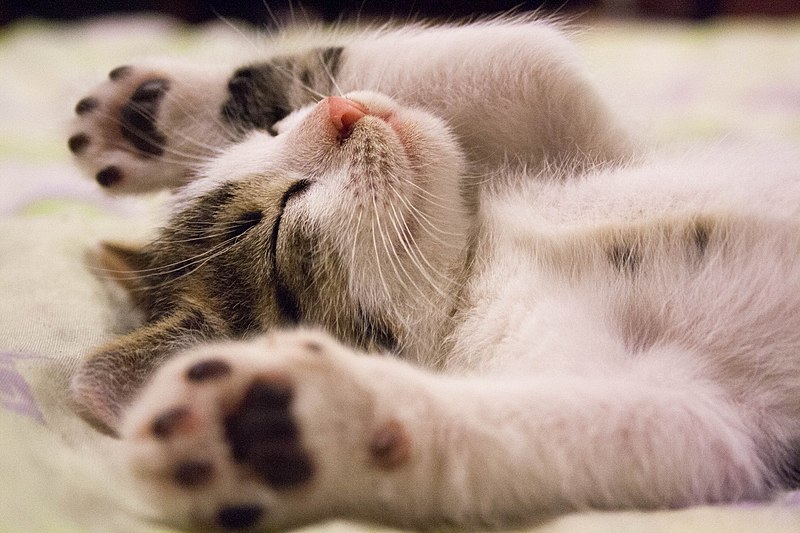 File:Kitten sleeping.jpg