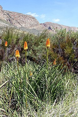 Kniphofia uvaria (Xanthorrhoeaceae) (4576236590).jpg