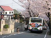 神戸市灘区・桜のトンネル