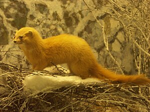 Siberian Weasel