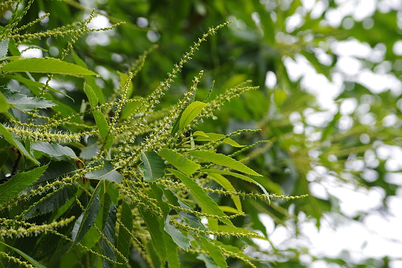 File:Korina 2014-06-11 Castanea sativa 1.jpg