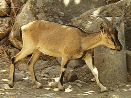 Voksen Kri-kri i Samaria Gorge National Park, Kreta