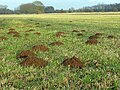 Weit öfter begegnen wir den Mauswurfhügeln auf einer Wiese.