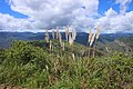 some Cortaderia