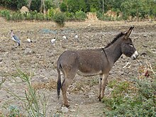 Lac Haïk-Ethiopie-Ane (1).jpg