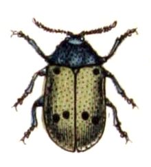 Lachnaia.sexpunctata .-. Calwer.45.09.jpg