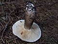 Lactarius picinus G1.1.jpg