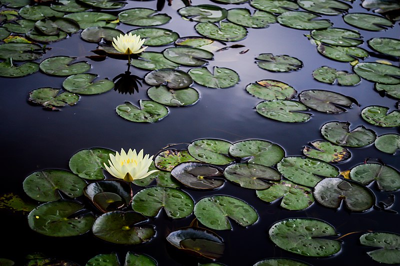 File:Lago das Ninféias.jpg