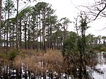 Sumpf entlang des Patsy Pond Nature Trail.