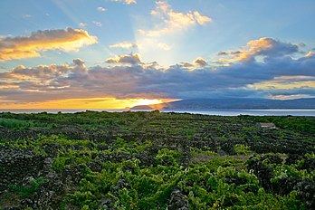 Paysage viticole de l'île du Pico (archipel des Açores, Portugal). (définition réelle 1 024 × 683*)