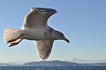 Larus in flight 02.jpg