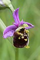 Late Spider orchid - Ophrys holoserica - panoramio (16).jpg