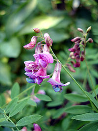 Lathyrus niger