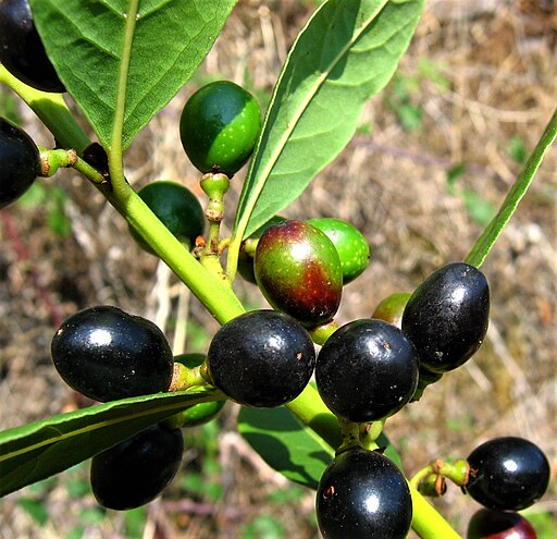 月桂樹の実,Laurus nobilis. Lloréu (frutu)