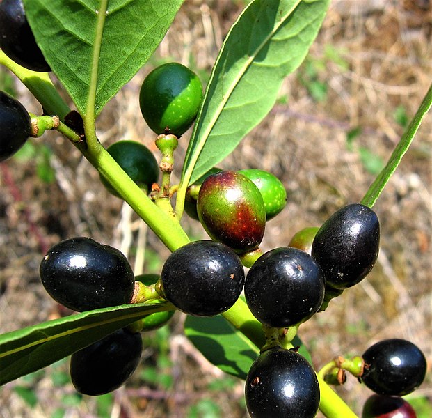 File:Laurus nobilis. Lloréu (frutu).jpg