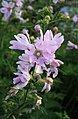 Thüringer Strauchpappel (Lavatera thuringiaca)