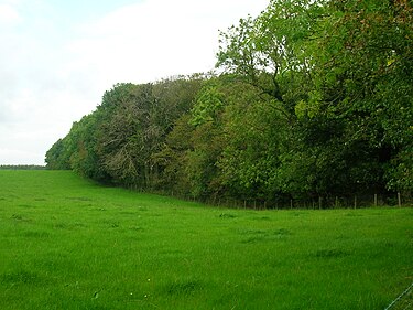 The western edge of Lawthorn Wood Nature Reserve Lawthornswt.JPG