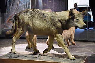 <span class="mw-page-title-main">Valais Monster</span> Ferocious beast(s) of Valais, Switzerland