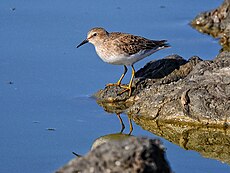 Calidris minutilla