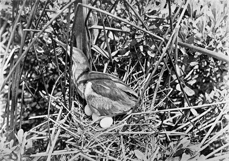 File:Least bittern on nest (Bird-Lore).png